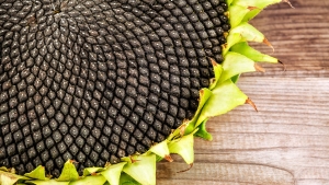 Close up of a sunflower on a table.